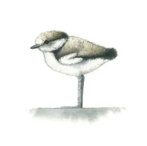 Matteo Grilli Card 'Little Ringed Plover's Chick'